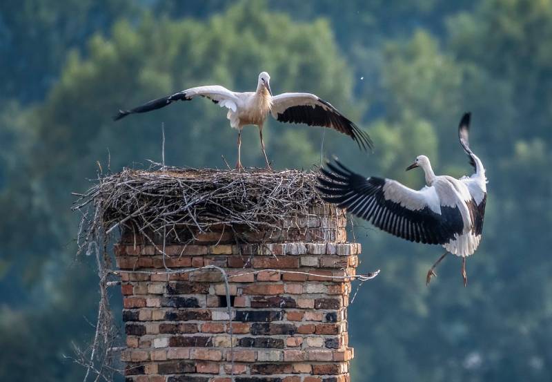 Professional Chimney Animal Removal Services in Ypsilanti, Michigan