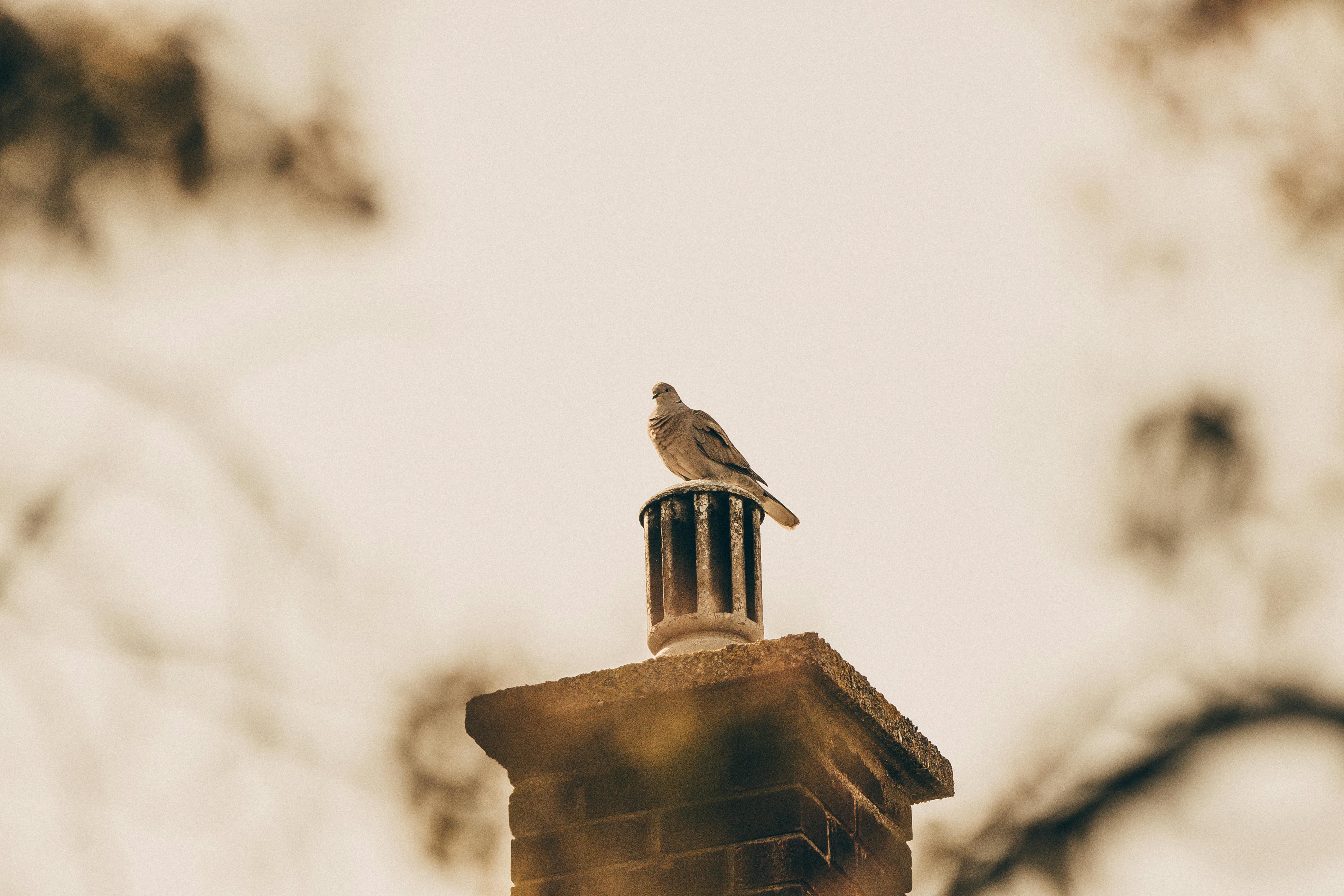 Expert Chimney Cap Installation in Ypsilanti, Michigan